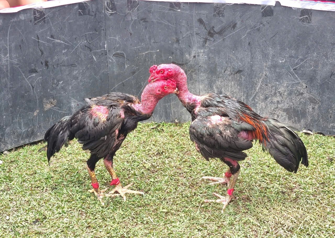 Xem tướng gà chọi