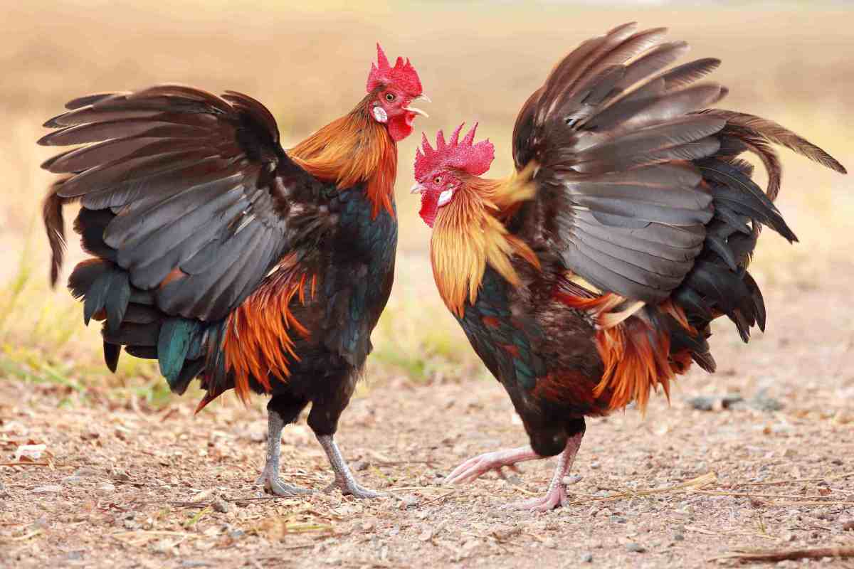 Đá gà tre trực tiếp