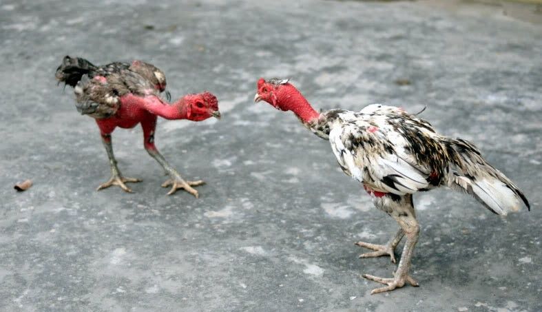 Cách nuôi gà chọi c1