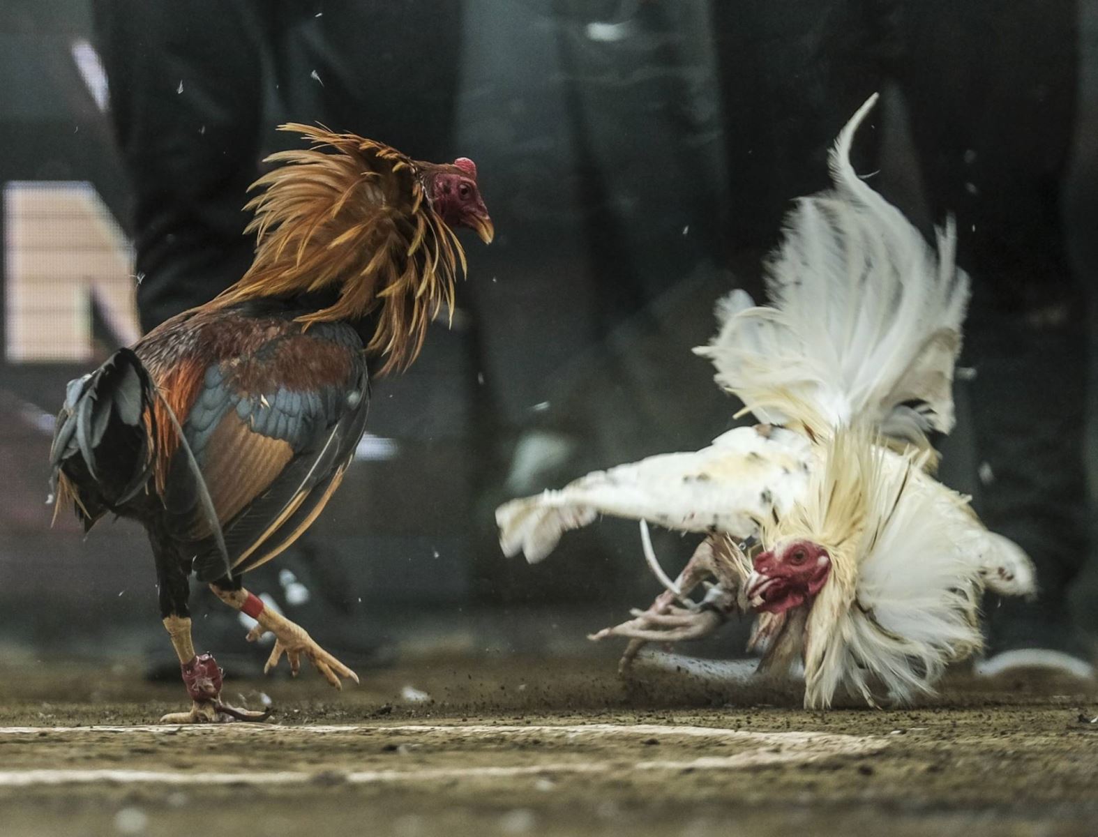Khuyến mãi đá gà thomo